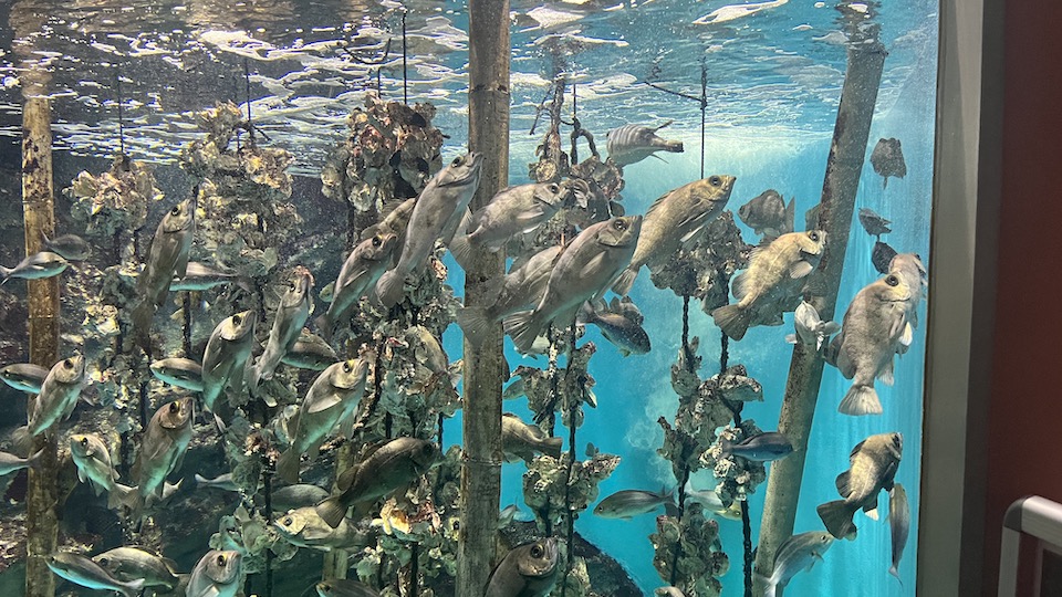 仙台うみの杜水族館 牡蠣