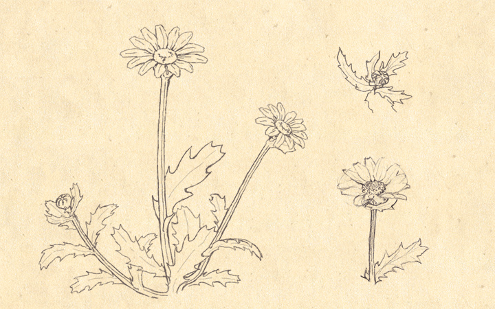 植物のイラストの描き方 ネクストページブログ