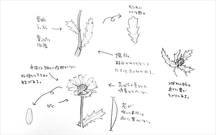 植物のイラストの描き方 ネクストページブログ