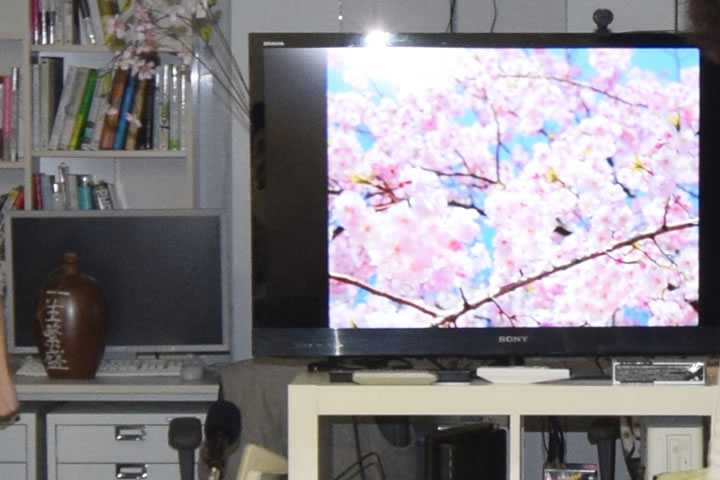 テレビに桜の映像