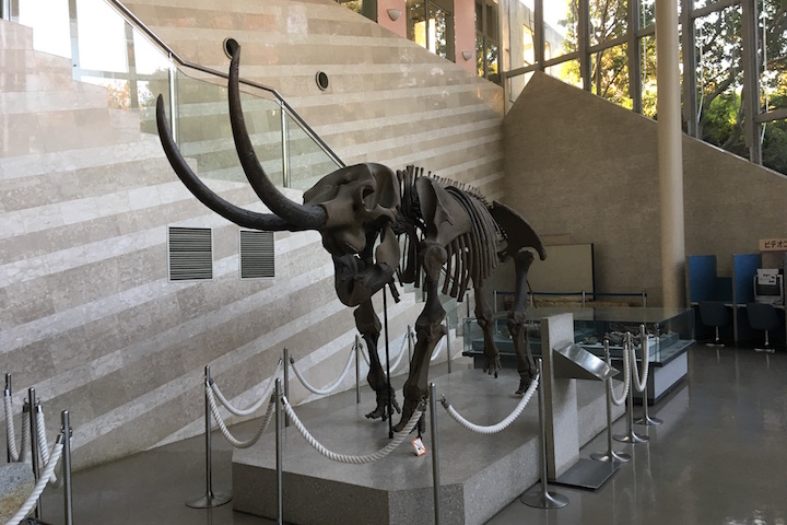 アケボノゾウの骨格標本